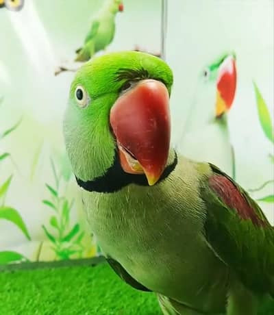 kashmiri Rock parrot WhatsApp number 0301+++++++++++1907+++++++++++466