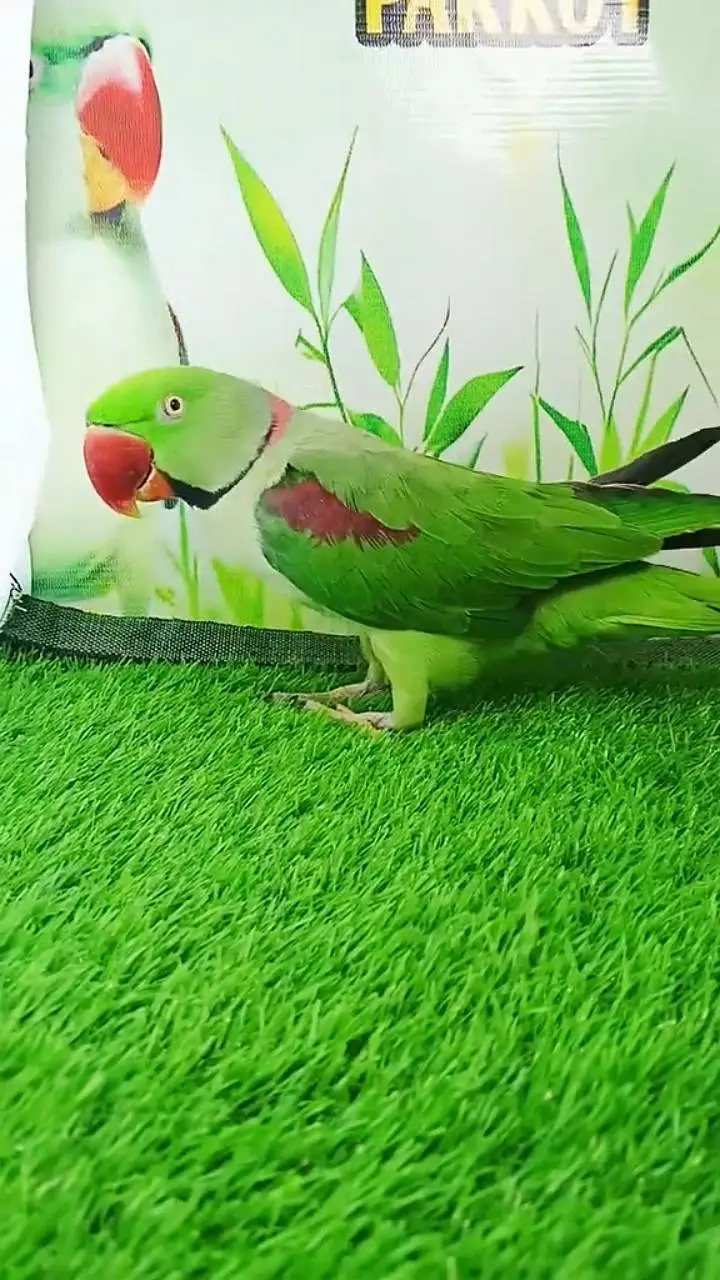 kashmiri Rock parrot WhatsApp number 0301+++++++++++1907+++++++++++466 — photo 2