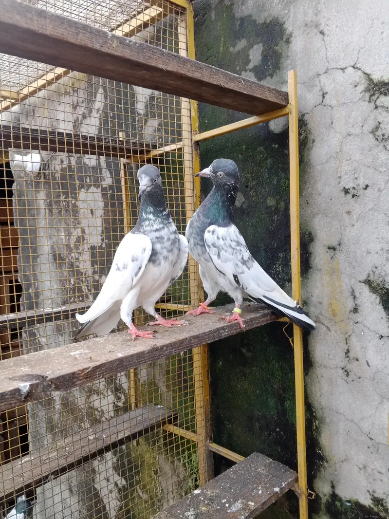 boski ankho ka teddy male white ankh ma madi — photo 2