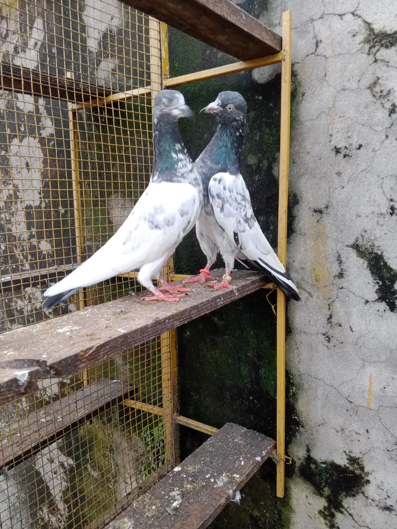 boski ankho ka teddy male white ankh ma madi — photo 3
