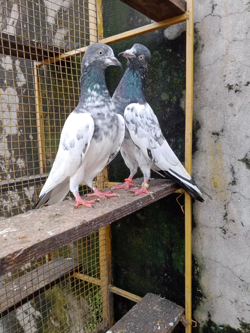 boski ankho ka teddy male white ankh ma madi — photo 4
