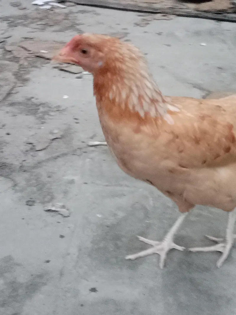 Australia pure desi hen Korak bi hoti ha — photo 3
