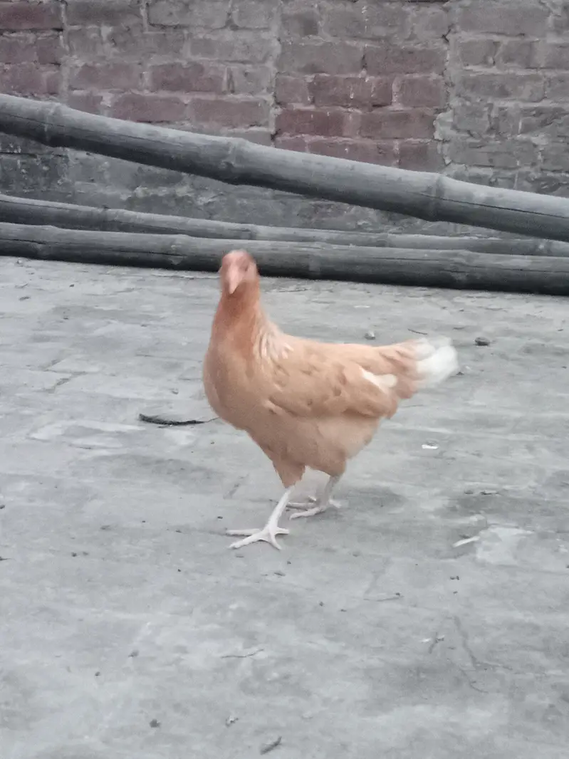 Australia pure desi hen Korak bi hoti ha — photo 4