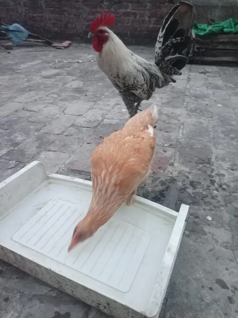 Australia pure desi hen Korak bi hoti ha — photo 6