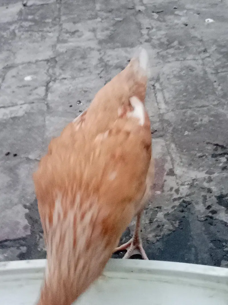 Australia pure desi hen Korak bi hoti ha — photo 7