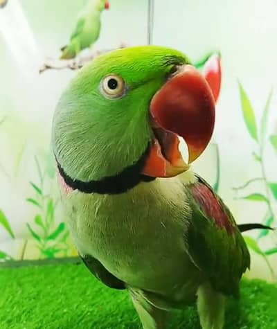 kashmiri raw parrot my WhatsApp 0301/////////1907///////////466