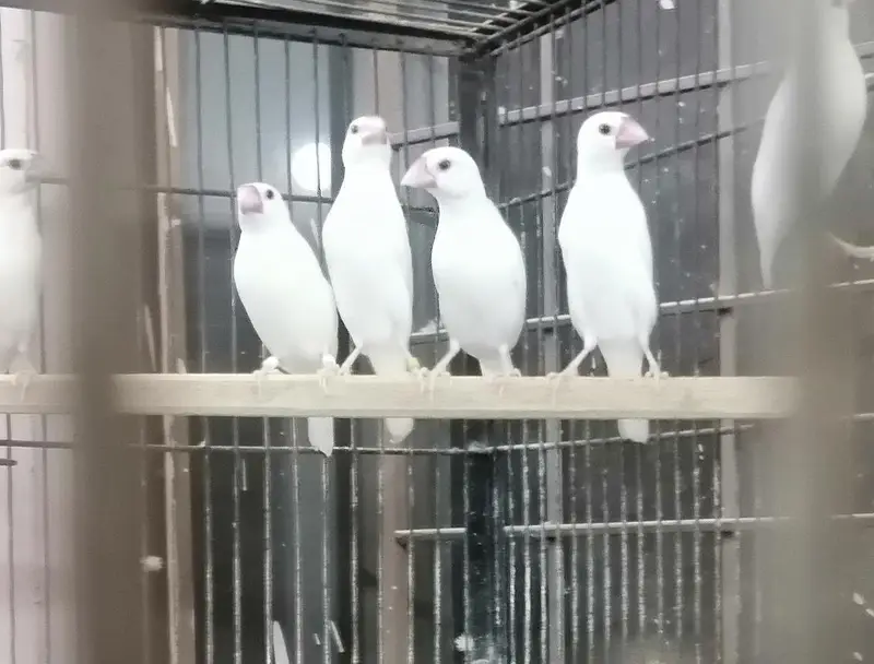 white Jawa