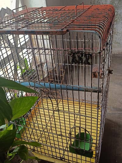 parrot big cages