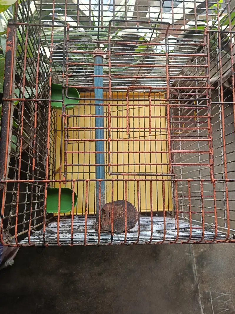 parrot big cages — photo 2