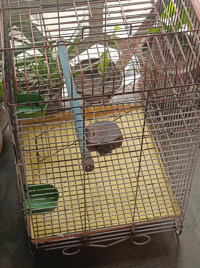 parrot big cages — photo 3