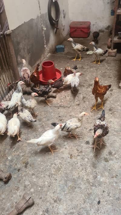 turkey birds pair and desi hen chiks