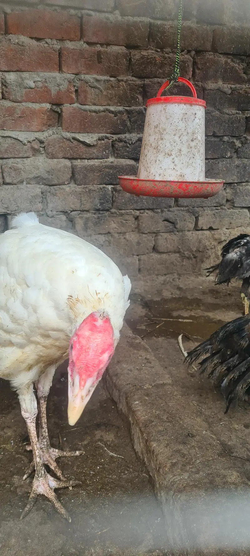 turkey birds pair and desi hen chiks — photo 2