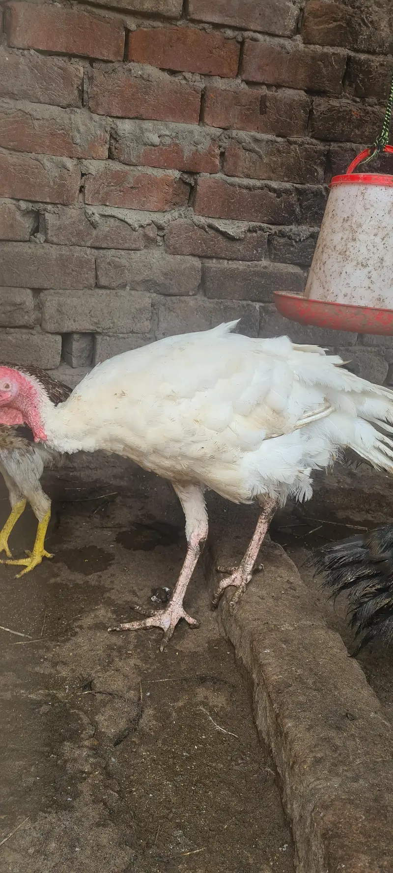turkey birds pair and desi hen chiks — photo 3