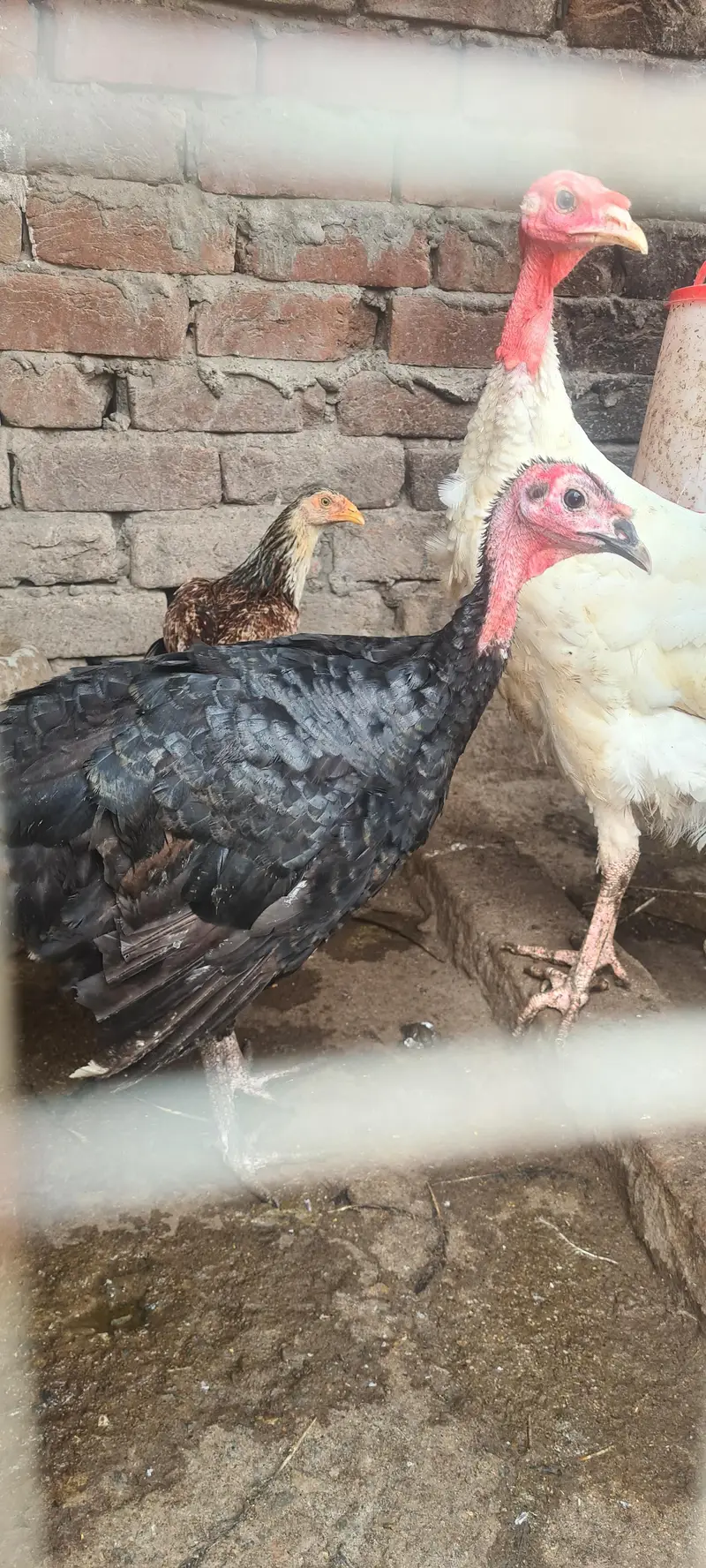 turkey birds pair and desi hen chiks — photo 4