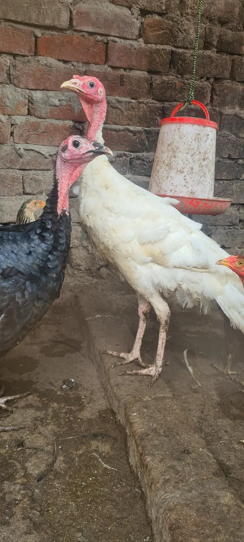 turkey birds pair and desi hen chiks — photo 5