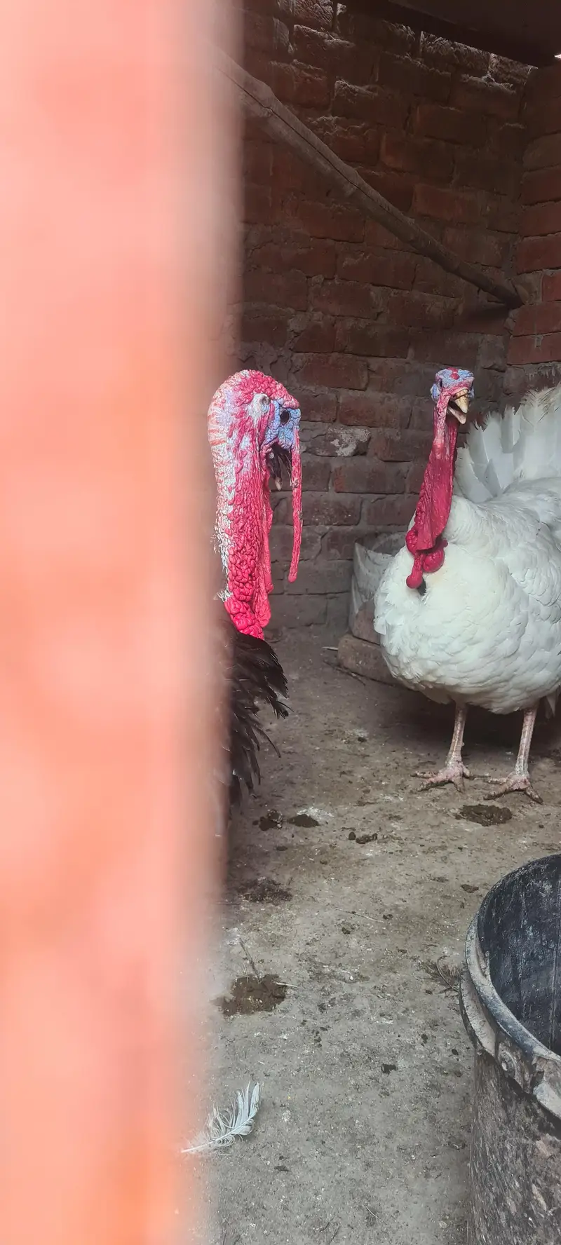 turkey birds pair and desi hen chiks — photo 6