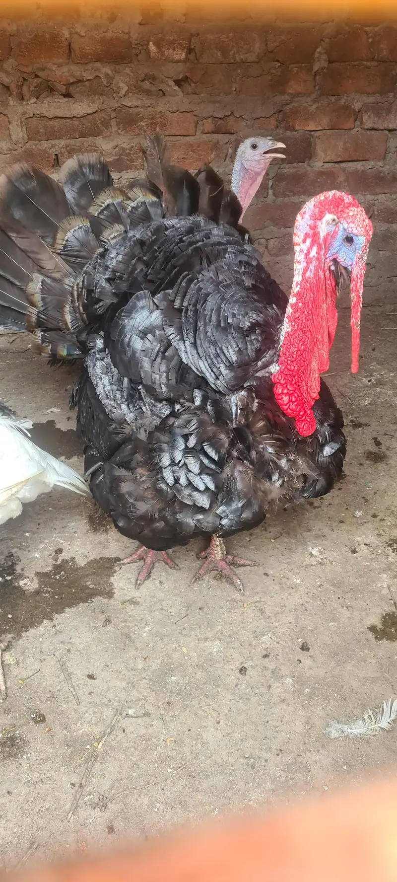 turkey birds pair and desi hen chiks — photo 7