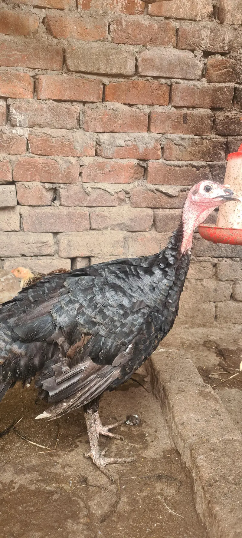 turkey birds pair and desi hen chiks — photo 8