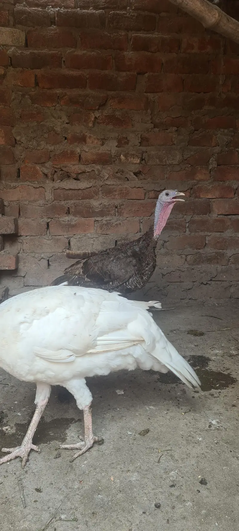 turkey birds pair and desi hen chiks — photo 9