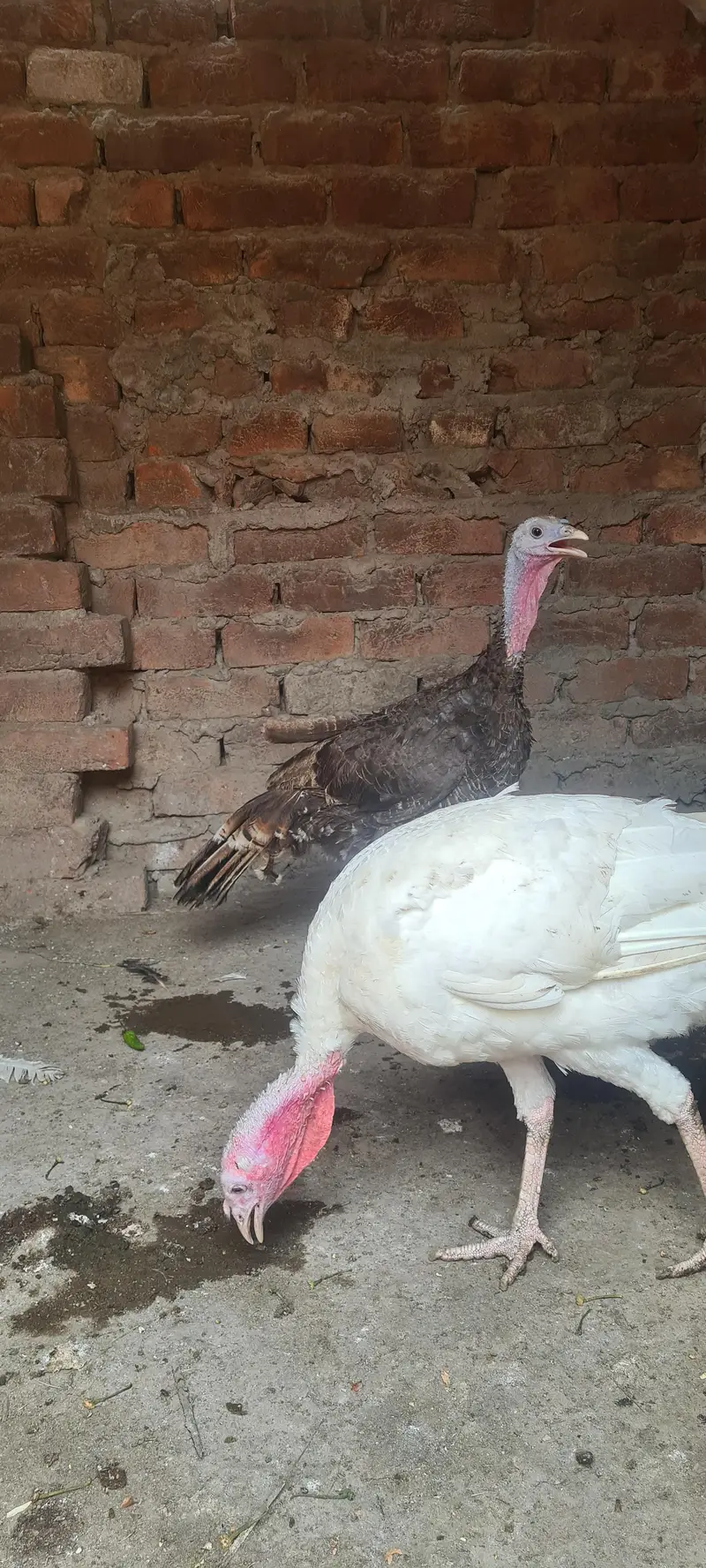 turkey birds pair and desi hen chiks — photo 10