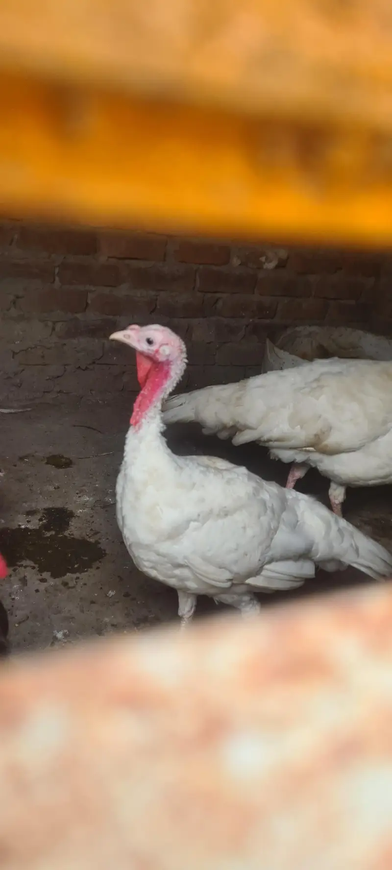 turkey birds pair and desi hen chiks — photo 11