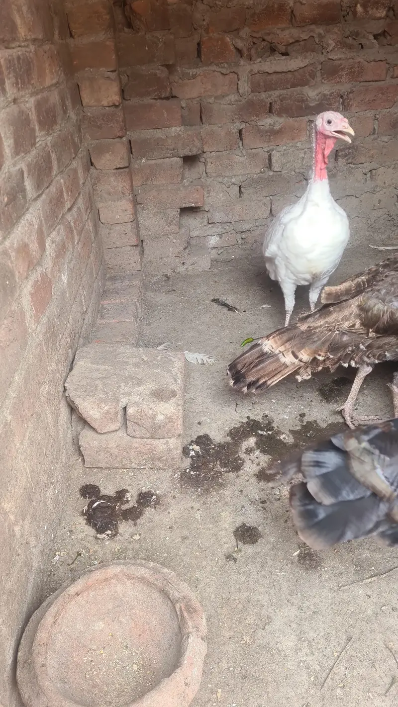 turkey birds pair and desi hen chiks — photo 12