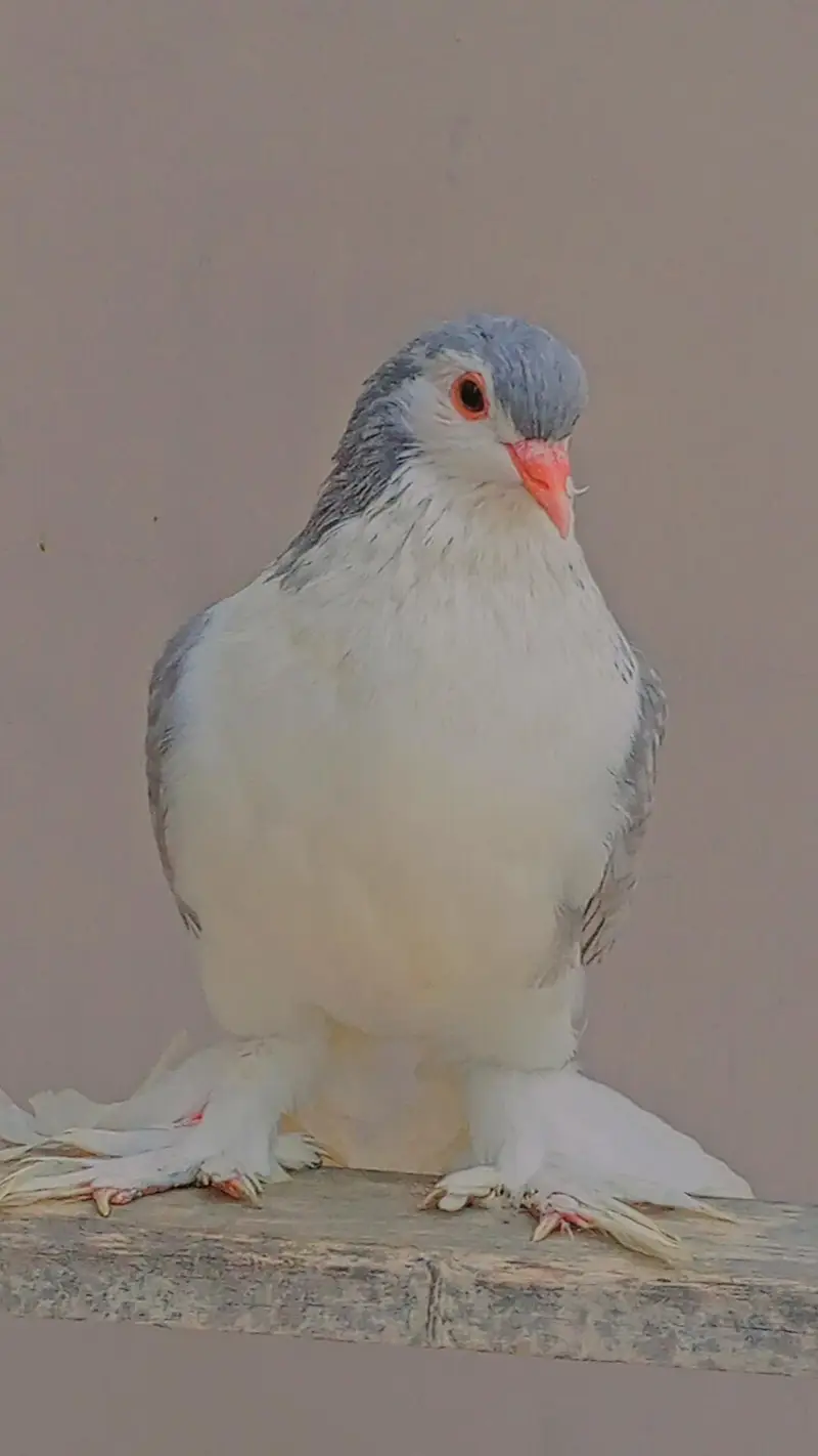 lahori Silver Sherazi — photo 2