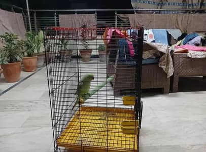 Talking parrot for sale