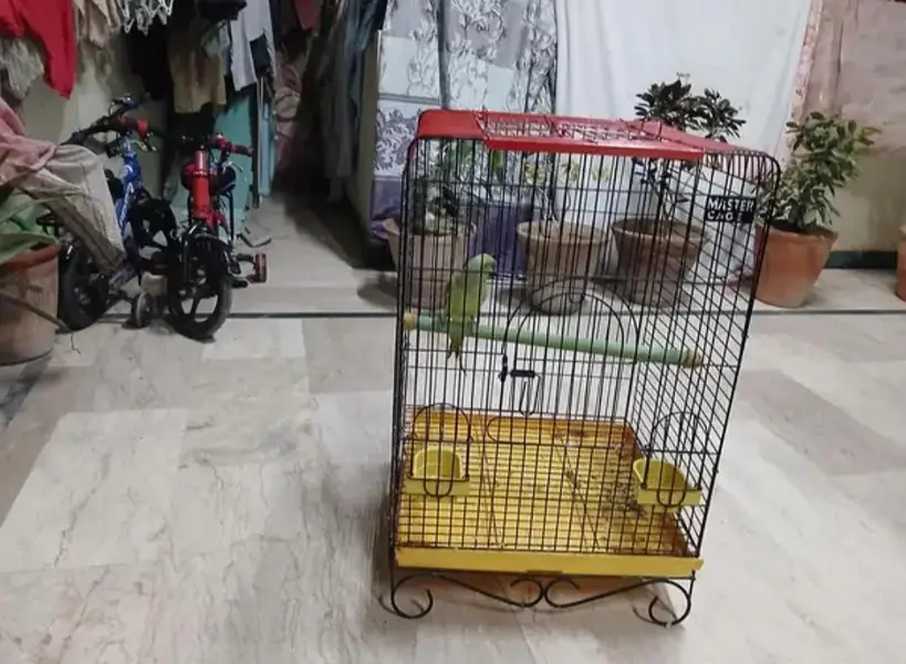 Talking parrot for sale — photo 2