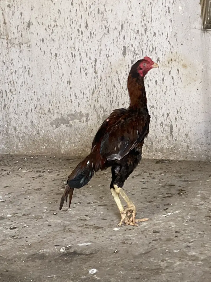 Sirf Lana wala rabata karre — photo 2