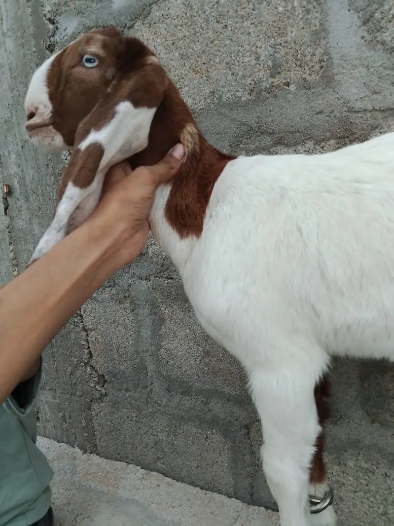 beetal male for sale — photo 2