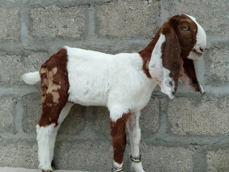 beetal male for sale — photo 3