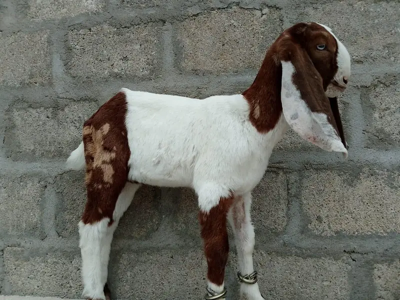 beetal male for sale — photo 4