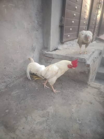 good qailtiy