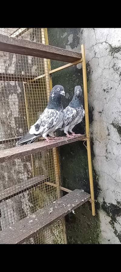 salara teddy pair for sale