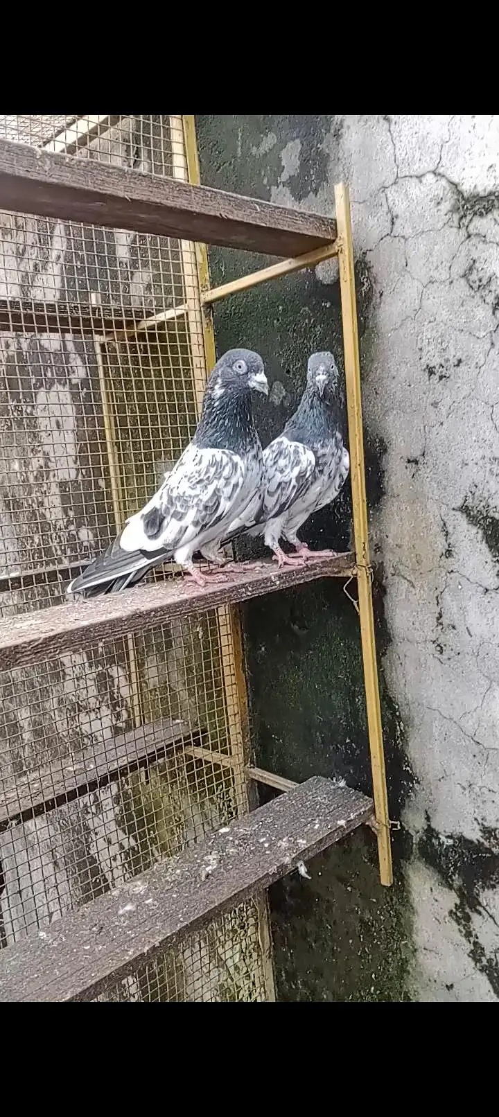 salara teddy pair for sale