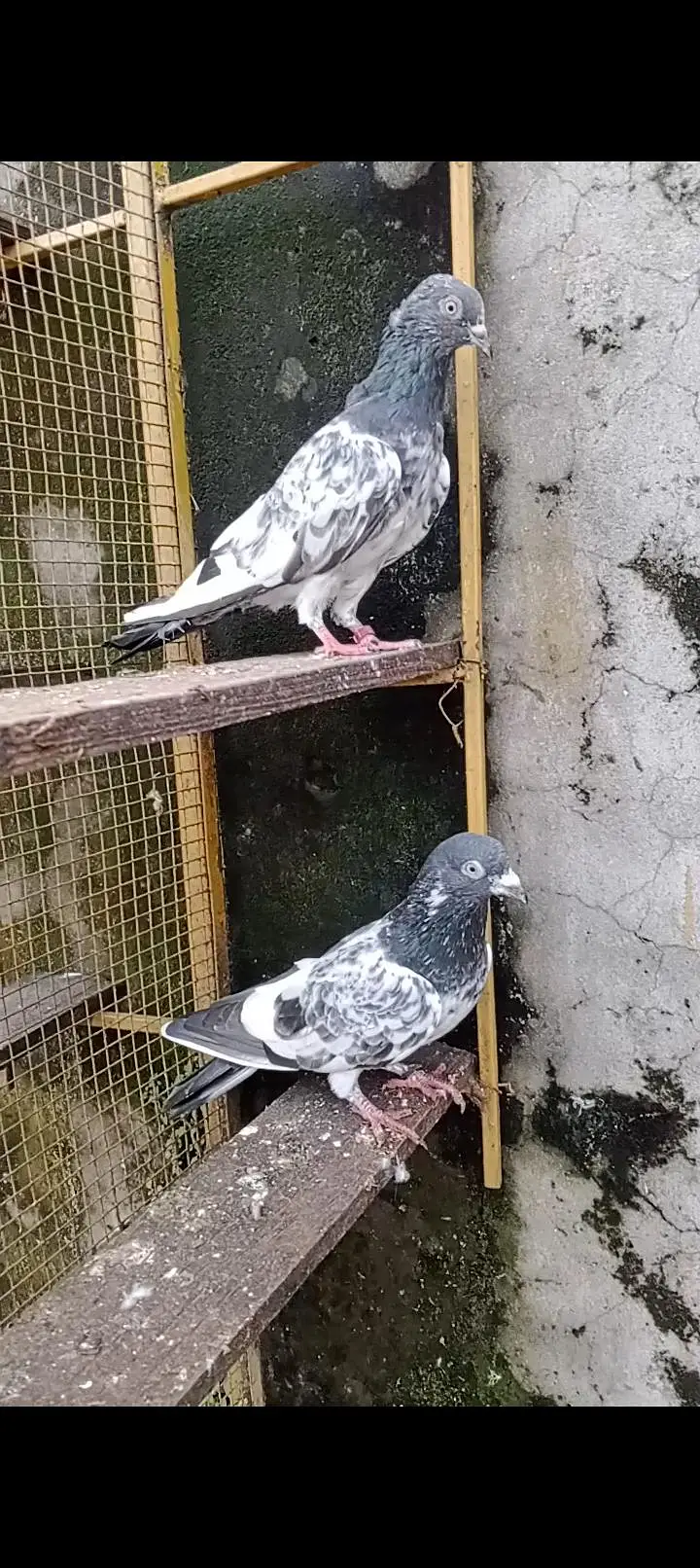salara teddy pair for sale — photo 2