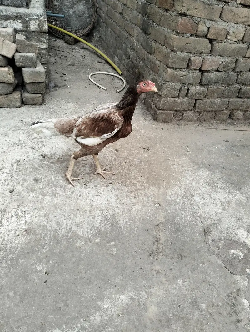 aseel madi — photo 3