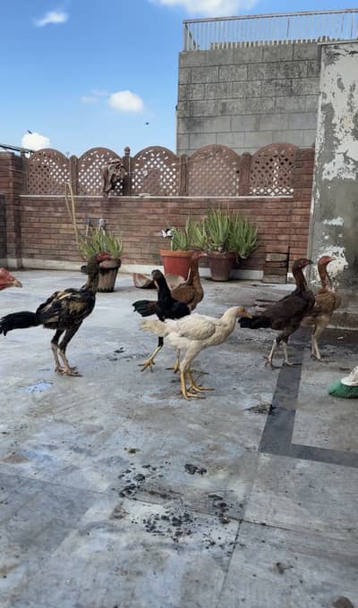 Heera plus mianwli aseel