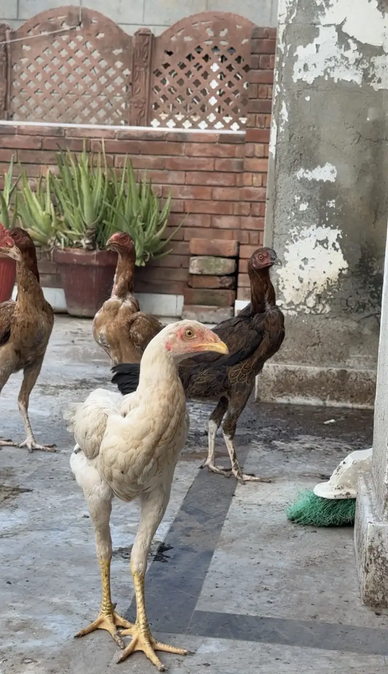 Heera plus mianwli aseel — photo 6