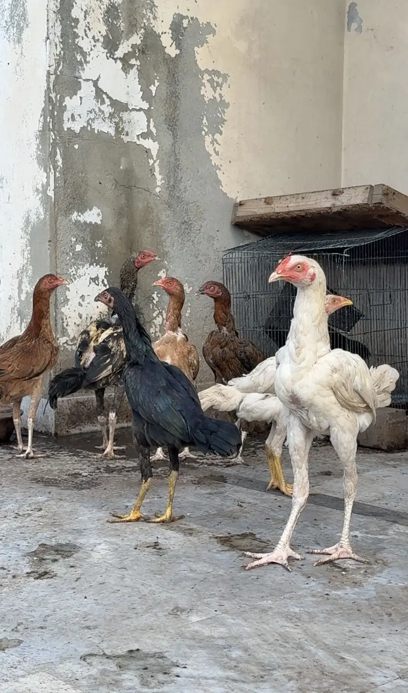 Heera plus mianwli aseel — photo 9