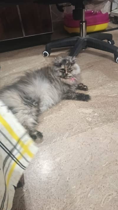 Pure Persian Tabby Cat