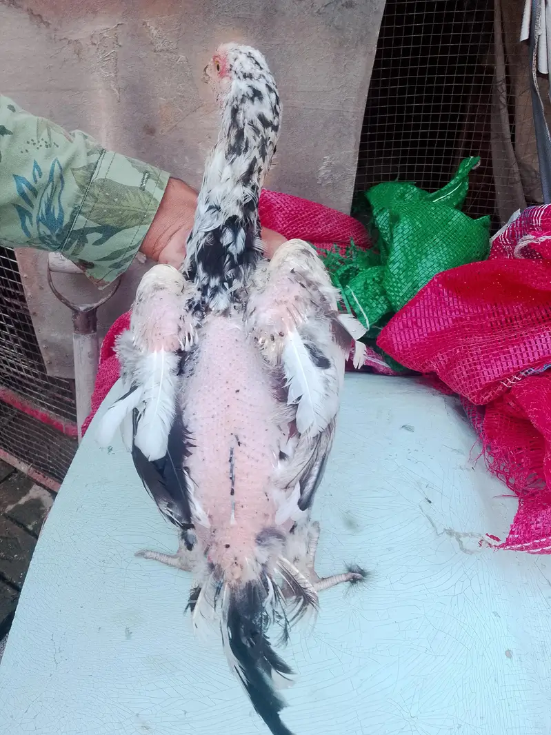 aseel hen for sale — photo 3
