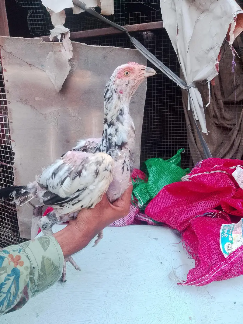 aseel hen for sale — photo 4