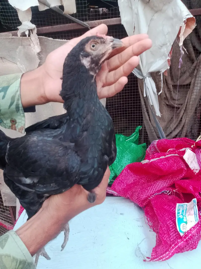 aseel hen for sale — photo 5