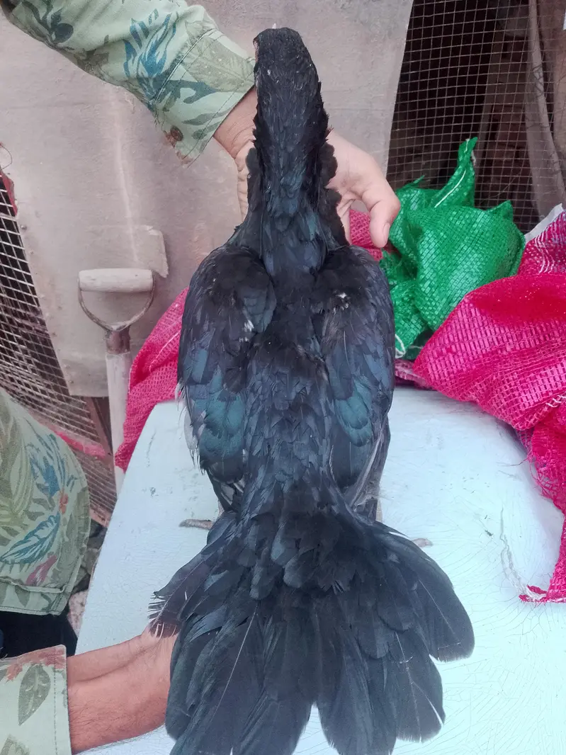 aseel hen for sale — photo 6