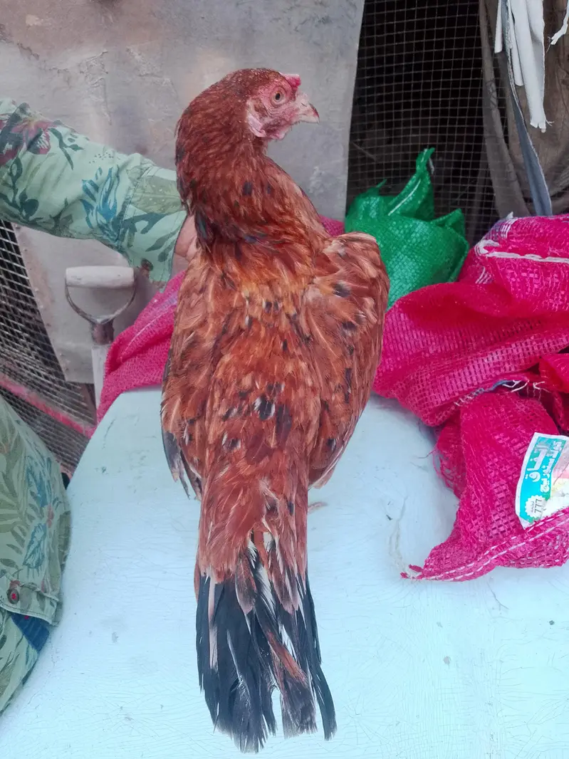 aseel hen for sale — photo 7