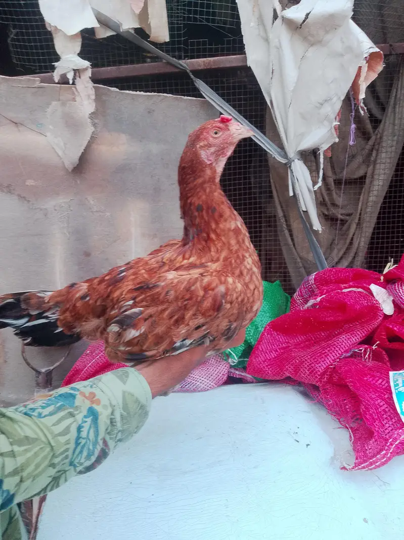 aseel hen for sale — photo 8
