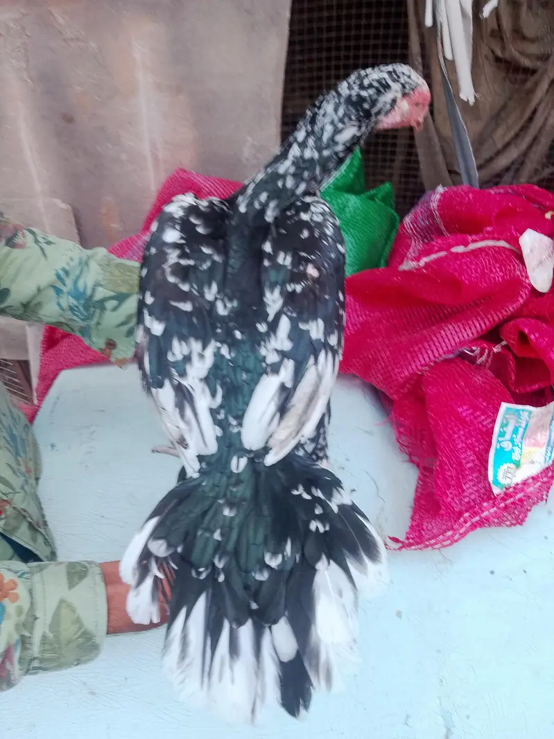 aseel hen for sale — photo 9