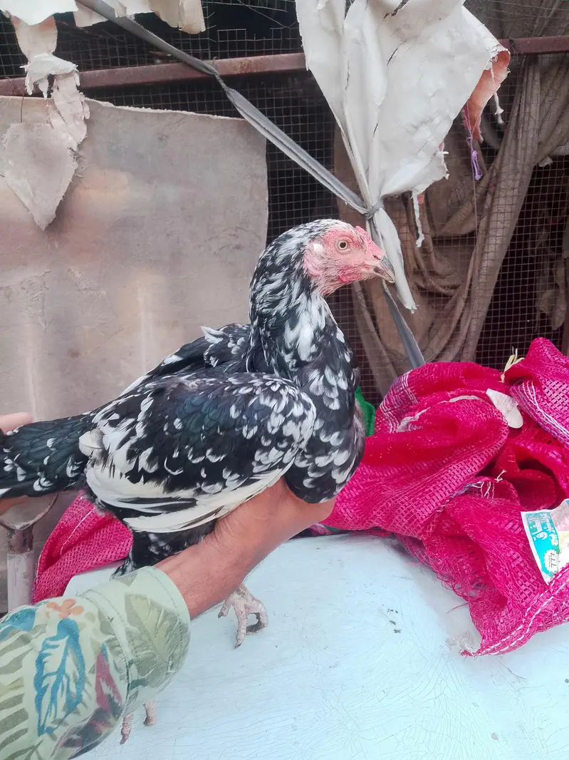aseel hen for sale — photo 10